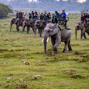 Assam Wildlife & Heritage Tour – 6 Days / 5 Nights
